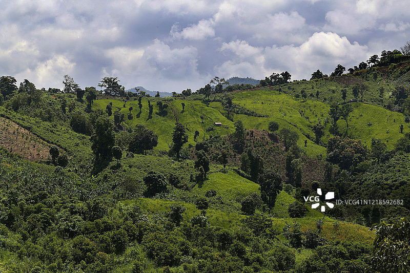 丘陵上的稻米丰收景象图片素材