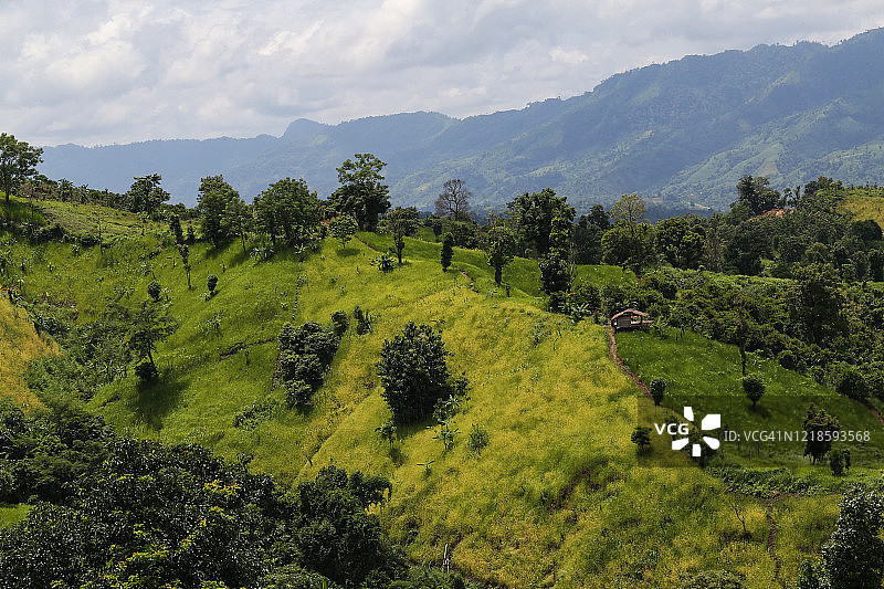 丘陵上的稻米丰收景象图片素材
