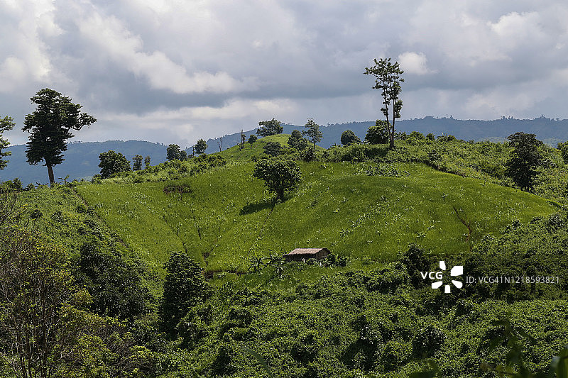 丘陵上的稻米丰收景象图片素材