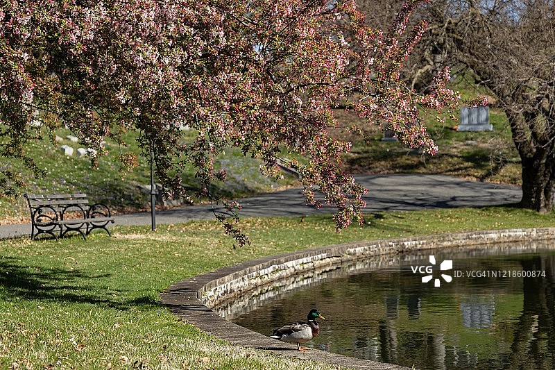 绿色-伍德公墓图片素材