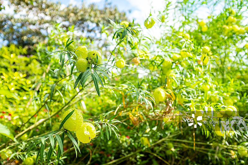 哥伦比亚麦德林森林中盛开的唐棉气球花图片素材