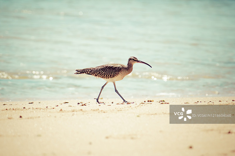 海滩上的小鸟图片素材