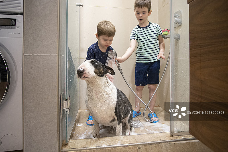 在家给狗淋浴图片素材