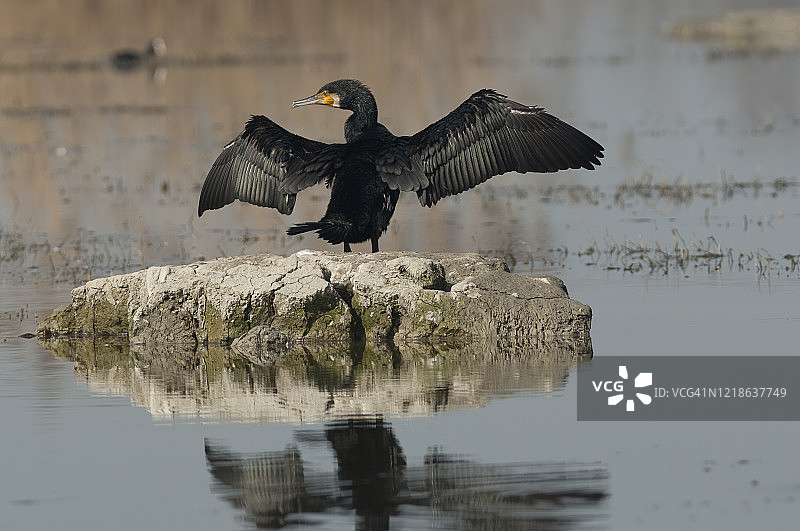 普通鸬鹚图片素材