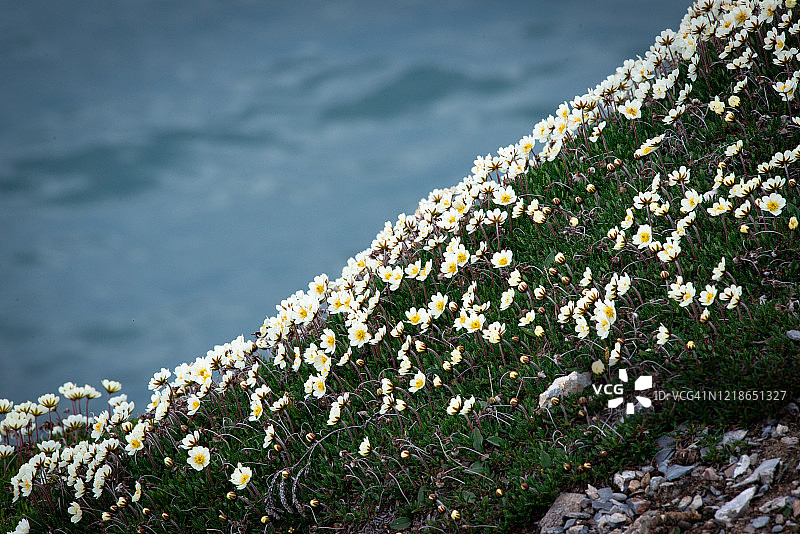 冰川山景中的高山黄花图片素材