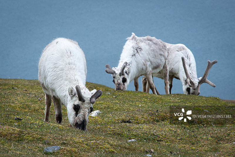 斯瓦尔巴驯鹿在开阔的草地上吃草图片素材