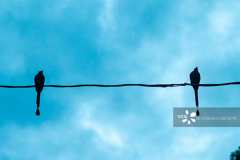 两只翠鴗站在电缆上图片素材