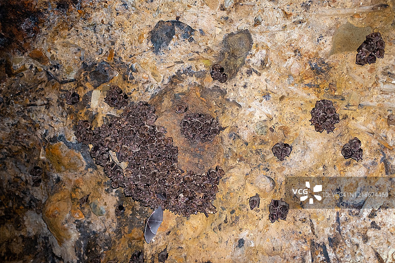 哥伦比亚安蒂奥基亚省哈丁的蝙蝠水下隧道图片素材