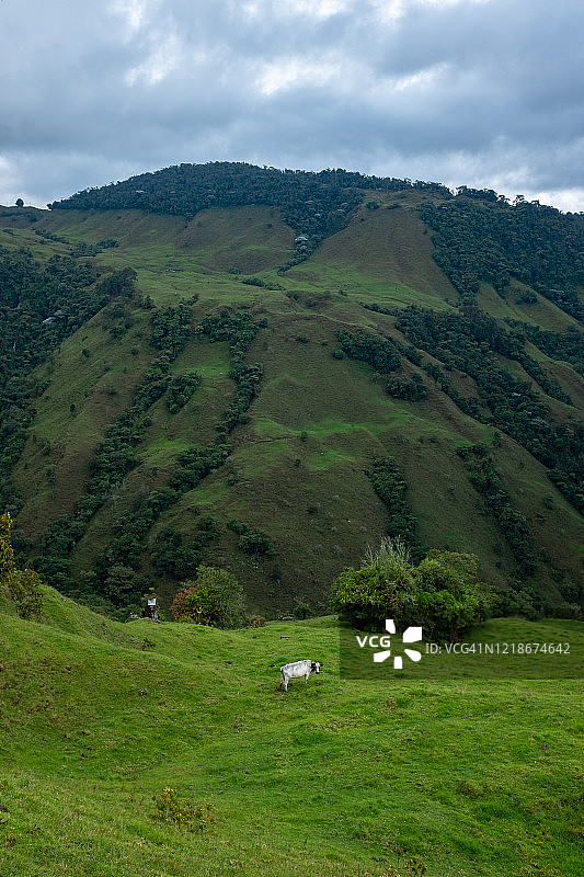 安蒂奥基亚省哈尔丁的奶牛grazing场图片素材
