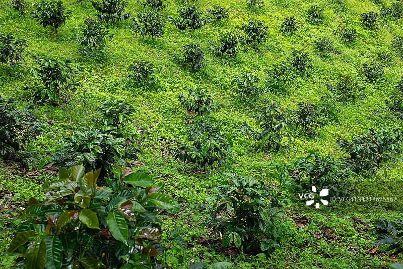 哥伦比亚安蒂奥基亚省哈尔丁的咖啡种植园图片素材