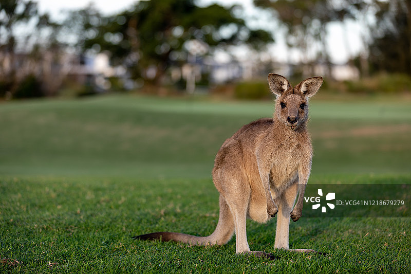 小袋鼠照片图片素材