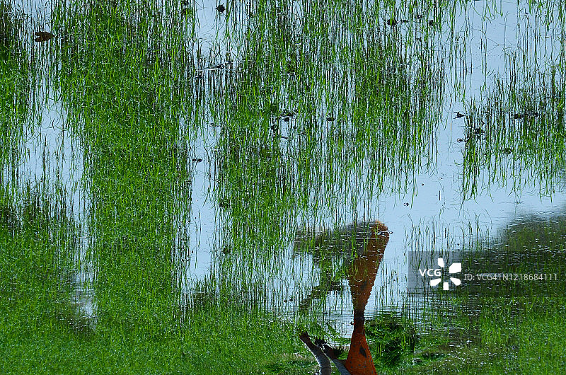 槟椥省种植水稻秧苗图片素材