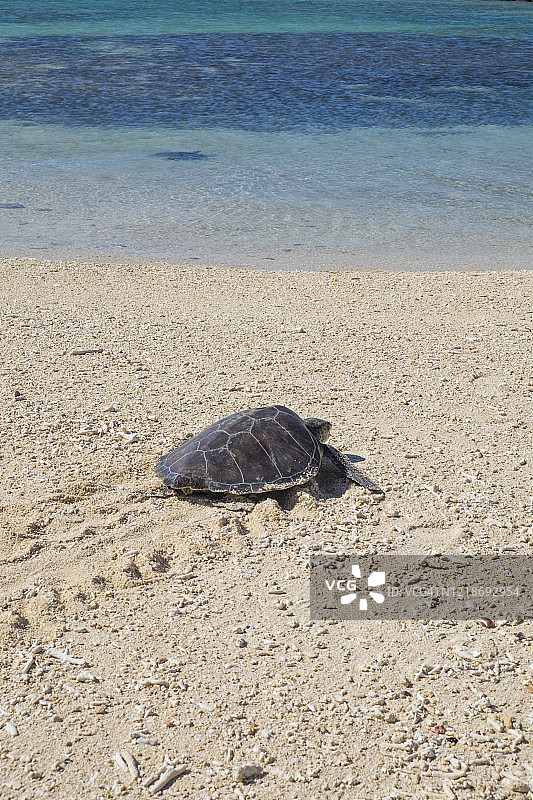 游向大海的海龟图片素材