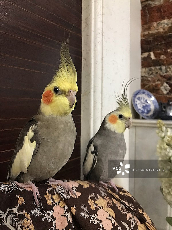 我们美丽又有趣的鸟类图片素材