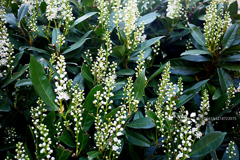 花卉图案，月桂树鲜花盛开，全画幅图片素材
