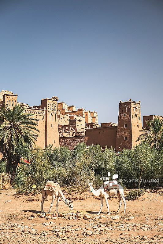 摩洛哥瓦尔扎扎特附近著名的艾本哈杜村和骆驼图片素材