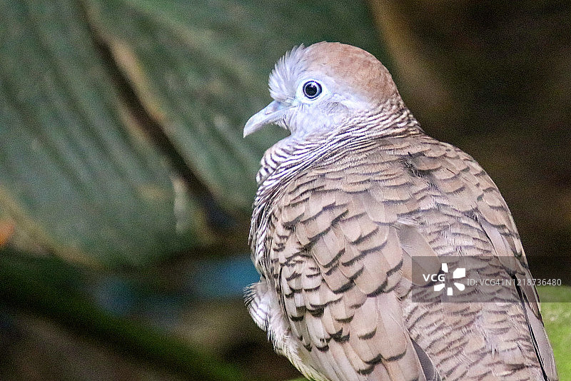 条纹斑鸠图片素材