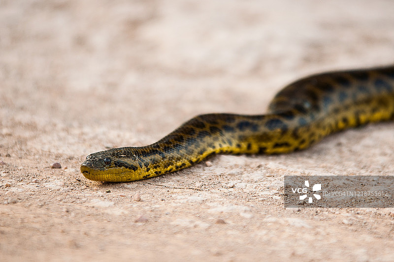 潘塔纳尔湿地的森蚺（Eunectes murinus）图片素材