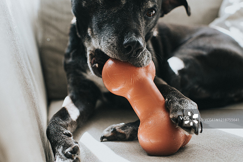 狗狗正在啃骨头图片素材
