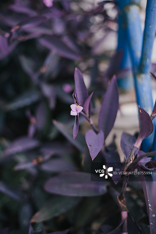 紫色背景上美丽的粉红色淡紫鸭跖草图片素材