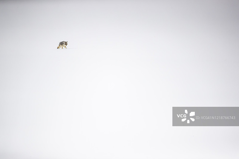 雪雾中的郊狼远景图片素材