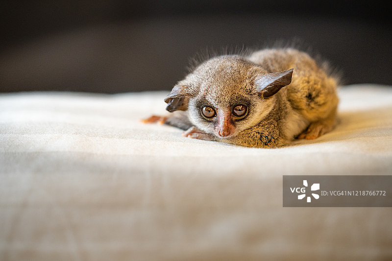 可爱的婴猴图片素材