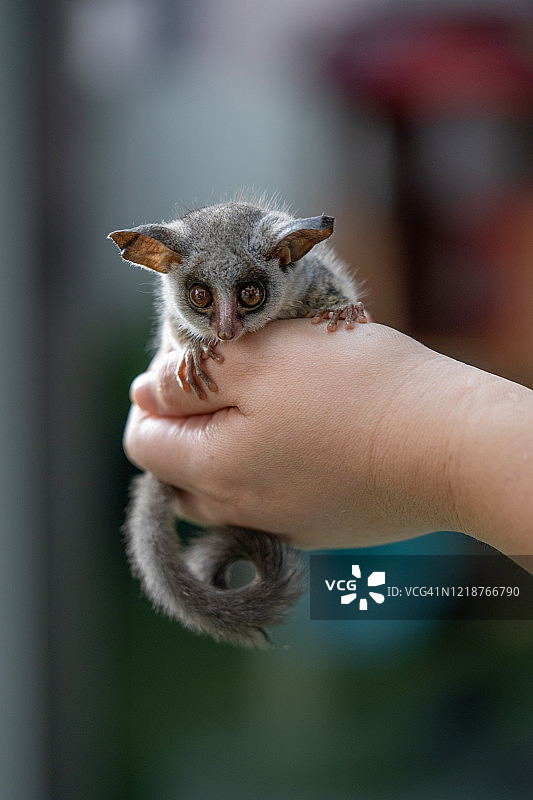 可爱的婴猴图片素材