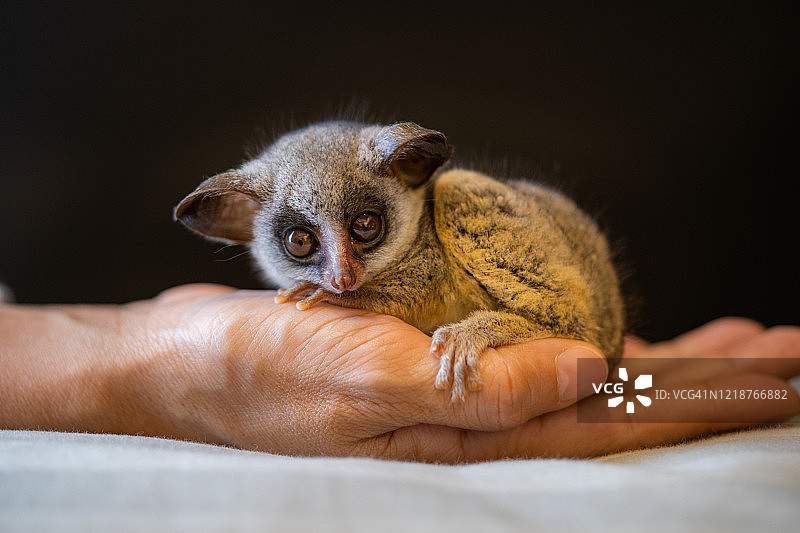 可爱的婴猴图片素材