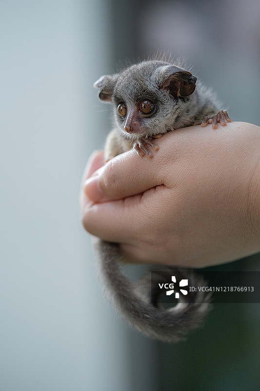 可爱的婴猴图片素材