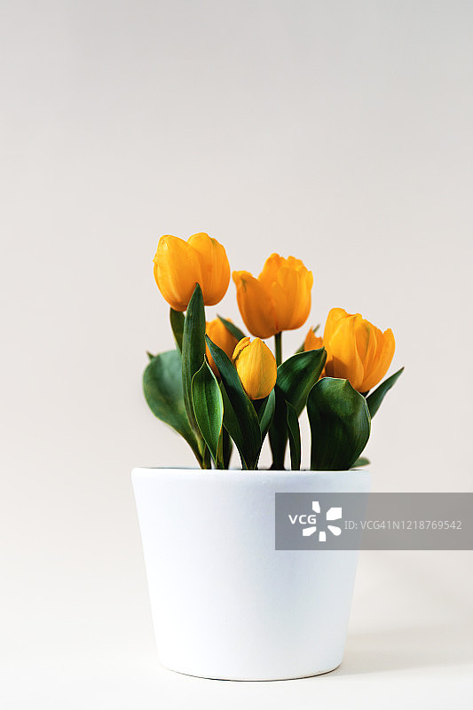 白色花盆里的黄色郁金香图片素材