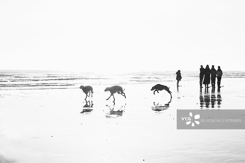 冬季，猎犬在反射着光芒的沙滩上赛跑图片素材