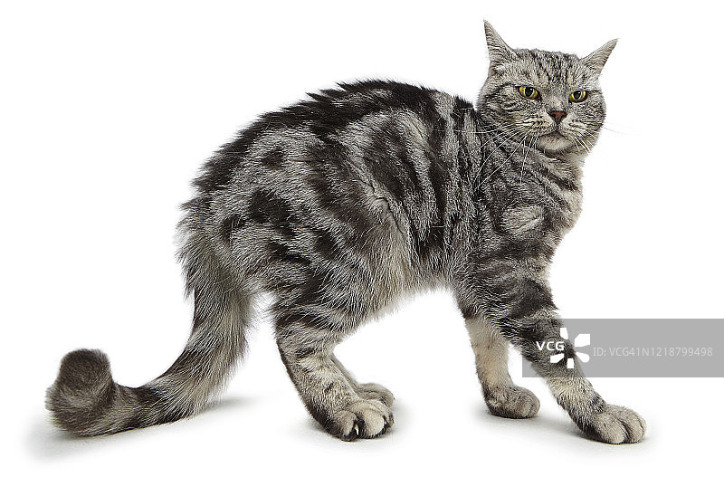 好奇又胆怯的条纹家猫图片素材