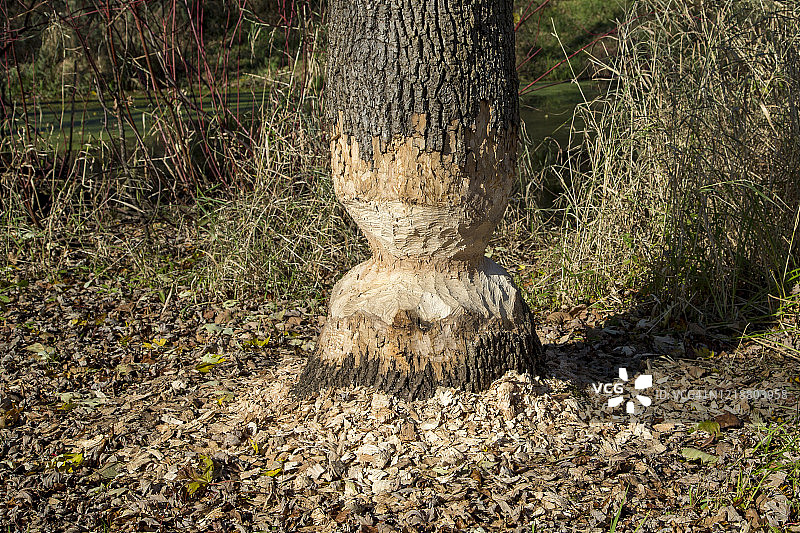 美洲河狸啃咬树木图片素材