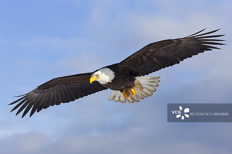 在多云的蓝天下飞行的成年秃鹰图片素材