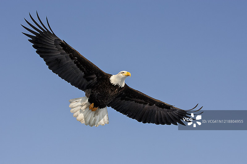 蓝天下飞行的白头海雕图片素材