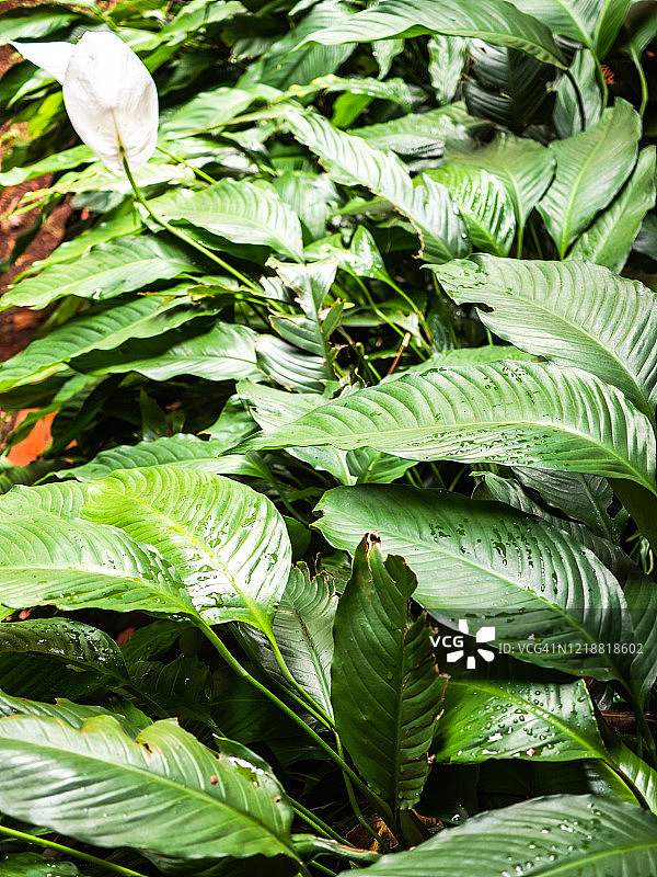 热带花园图片素材