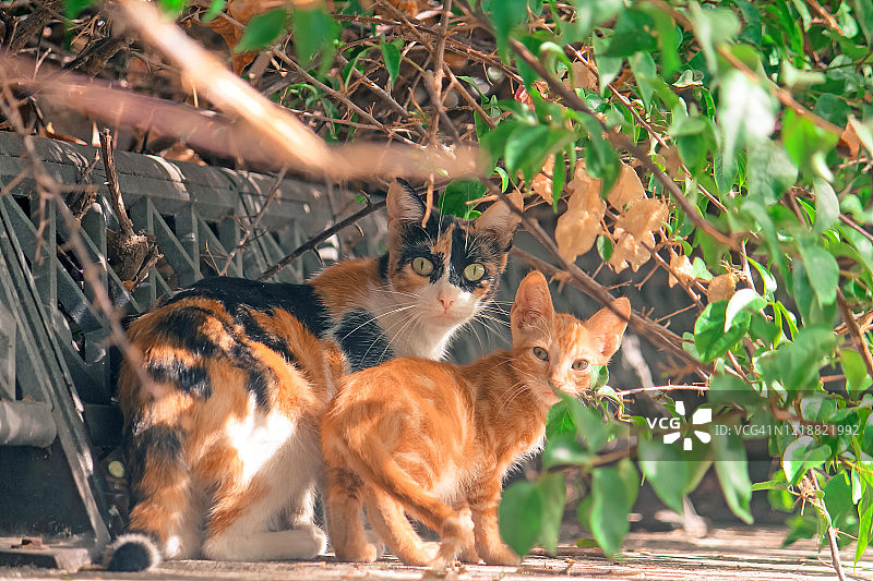 猫的一家图片素材