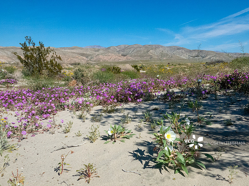 阴影、沙漠马鞭草、报春花和山脉图片素材