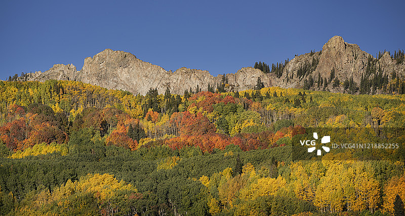 科罗拉多州秋季多彩白杨树林图片素材