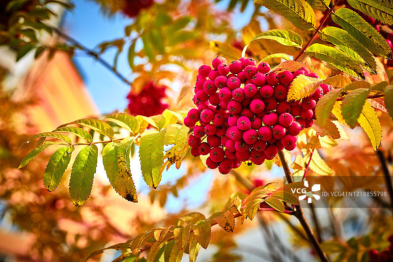 夏日鲜花浓郁色彩图片素材