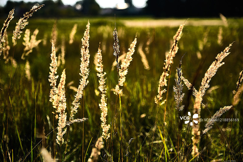 面向麦田的乡村森林墙图片素材