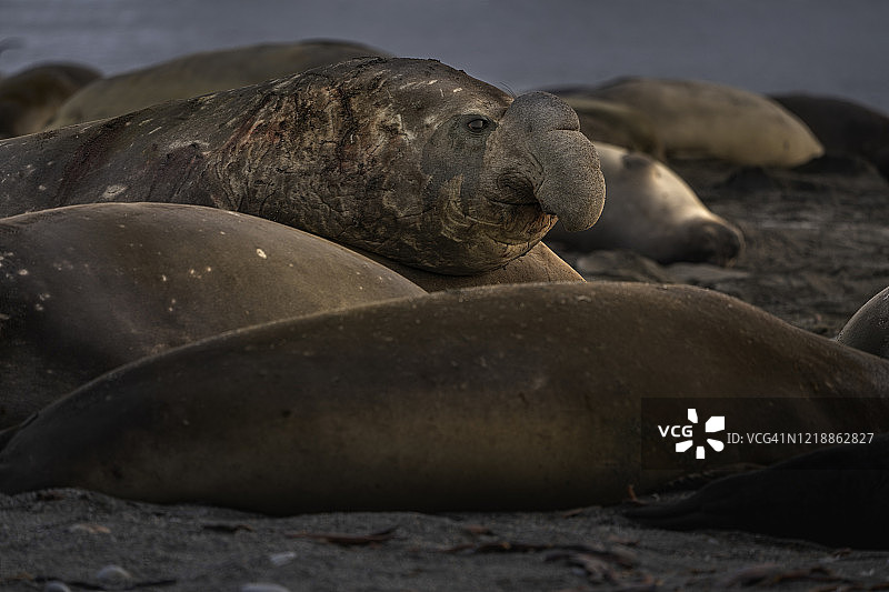 南象海豹，公海豹图片素材