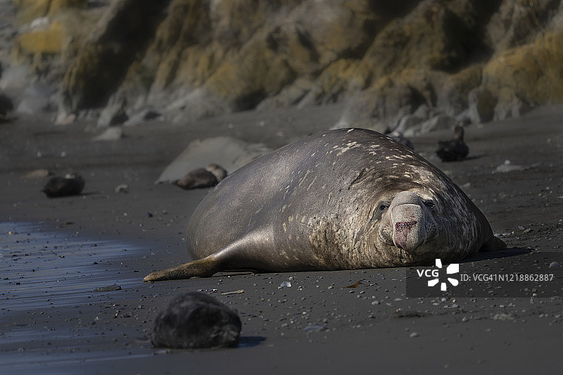 在海滩上休息的南象海豹图片素材