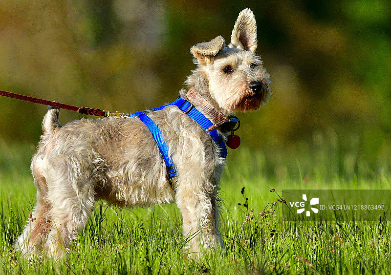 雪纳瑞犬在草地中图片素材