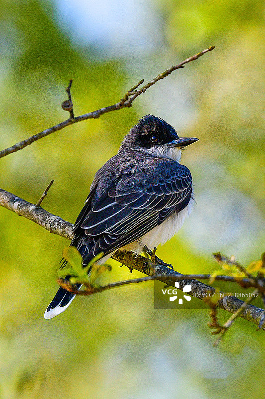 国王鸟栖息图片素材