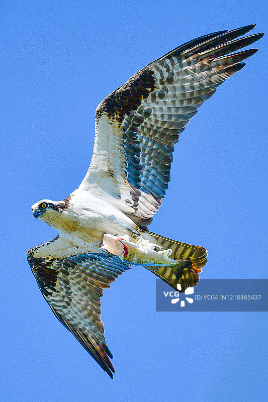 carrying fish 鱼带着鲈鱼飞行图片素材