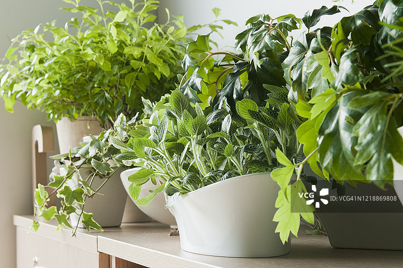 观叶植物图片素材