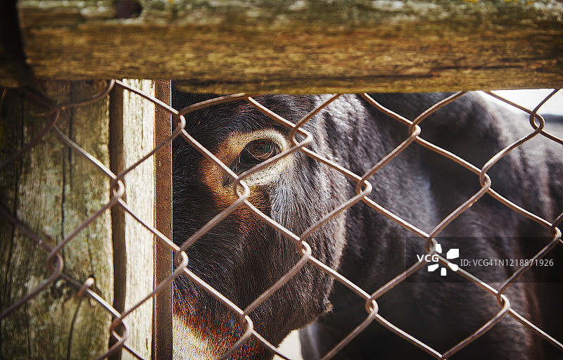驴眼特写图片素材