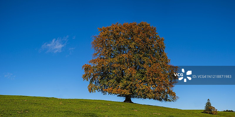 秋季欧洲山毛榉，摄于德国巴伐利亚图片素材