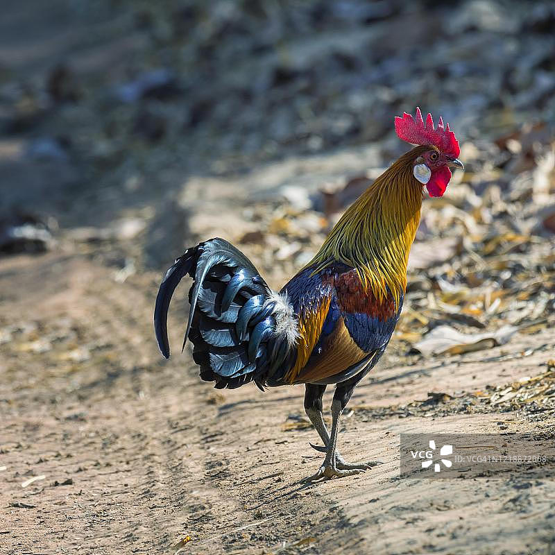 红原鸡，印度中央邦班达迦国家公园图片素材